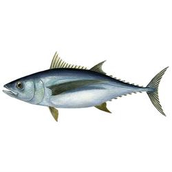Albacore tuna illustration Albacore tuna illustration