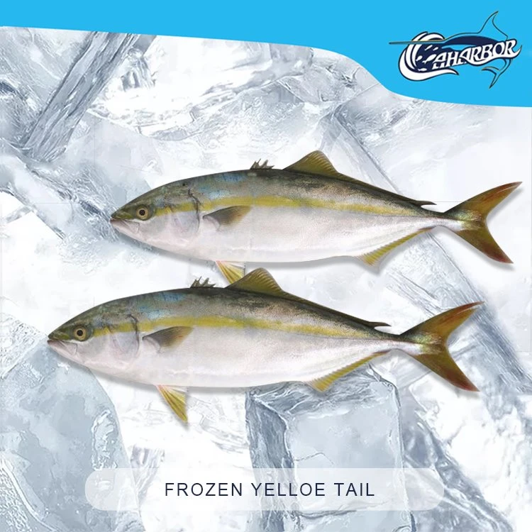 Frozen Cape Yellow Tail Scad