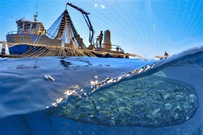 Highly migratory fisheries are most vulnerable to climate change