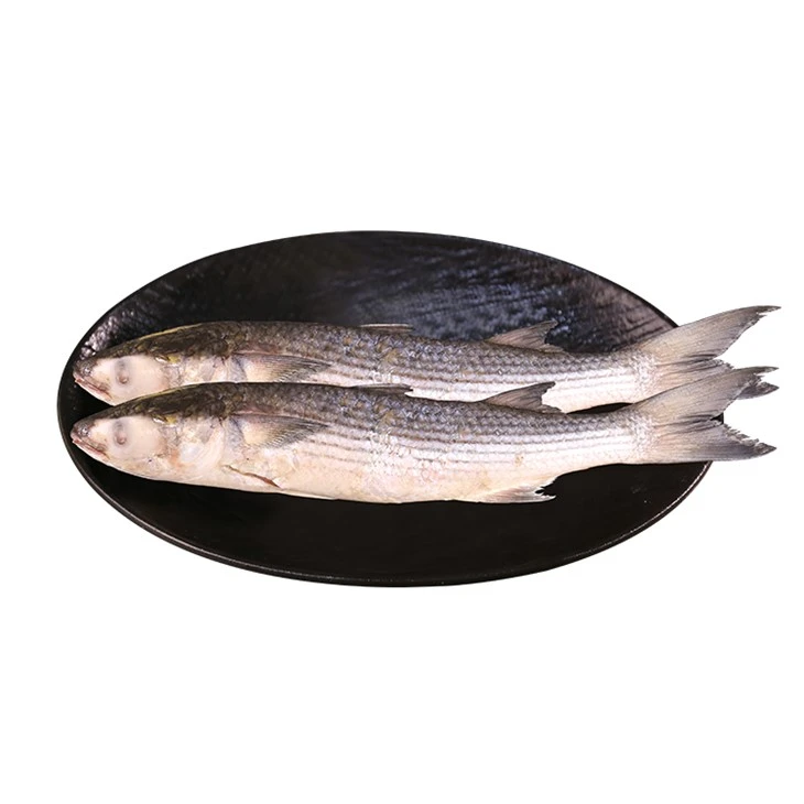 Smrznuti Mugil Cephalus